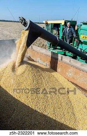 Stock Image - The Russian Federation, Belgorod region, harvesting.. Fotosearch
