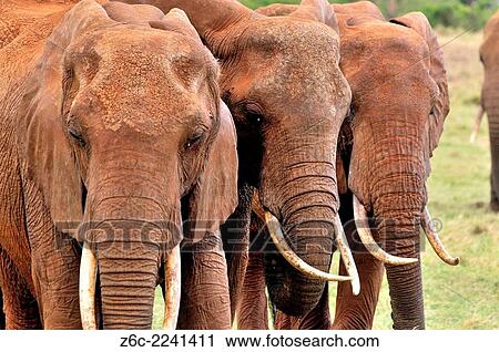 Three Elephants, loxodonta africana, walking side on side, tusks and heads, Tsavo East National Park, Kenya. View Large Photo Image Stock Image - Three Elephants, loxodonta africana, walking side on side, tusks and heads, Tsavo East National Park, Kenya.. Fotosearch