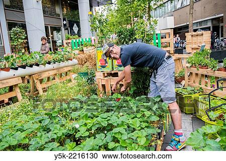 Stock Image - Tilburg, Netherlands. Bram is an Urban Gardener, maintaining his urban kitchen garden down town Tilburg.. Fotosearch