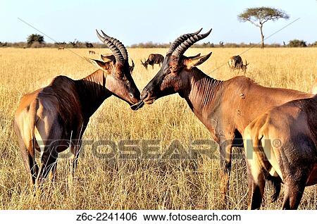Stock Photograph - Topi Antelopes, Damaliscus lunatus, seem to talk with each other, Masai Mara, Kenya.. Fotosearch