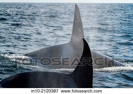 Two California Transient Orcas traveling in the San Pedro Channel off the coast of Long Beach and Catalina Island, California, USA View Large Photo Image Stock Photo - Two California Transient Orcas traveling in the San Pedro Channel off the coast of Long Beach and Catalina Island, California, USA. Fotosearch
