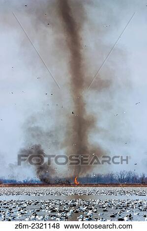 Stock Photo - Very tall fire devil spins away behind a flock of snow geese during a controlled burn at woman Creek National Wildlife Refuge in northwest Missouri.. Fotosearch