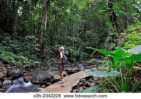 Stock Photo - walk in the Parc floral de Valombreuse, Petit-Bourg, Basse-Terre, Guadeloupe, overseas region of France, Leewards Islands, Lesser Antilles, Caribbean.. Fotosearch