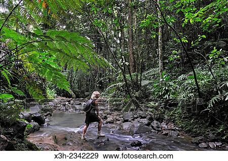 walk in the Parc floral de Valombreuse, Petit-Bourg, Basse-Terre, Guadeloupe, overseas region of France, Leewards Islands, Lesser Antilles, Caribbean. View Large Photo Image Stock Photo - walk in the Parc floral de Valombreuse, Petit-Bourg, Basse-Terre, Guadeloupe, overseas region of France, Leewards Islands, Lesser Antilles, Caribbean.. Fotosearch