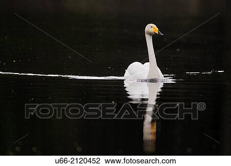 Whooper Swan (Cygnus cygnus), Skane, Sweden View Large Photo Image Stock Image - Whooper Swan (Cygnus cygnus), Skane, Sweden. Fotosearch