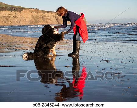 Picture - woman playing with a Bernese Mountain Dog on the beach, Robin Hoods Bay, Yorkshire, Britain.. Fotosearch