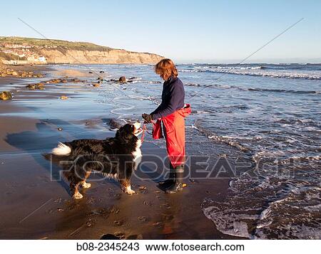 woman playing with a Bernese Mountain Dog on the beach, Robin Hoods Bay, Yorkshire, Britain. View Large Photo Image Stock Image - woman playing with a Bernese Mountain Dog on the beach, Robin Hoods Bay, Yorkshire, Britain.. Fotosearch