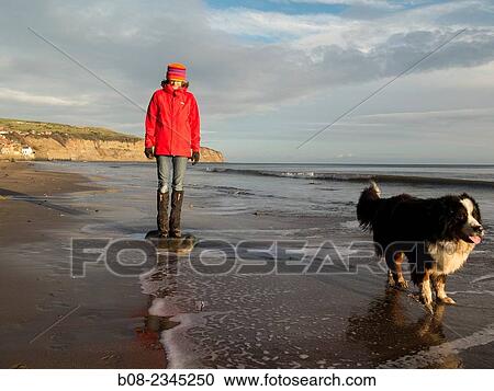 woman playing with a Bernese Mountain Dog on the beach, Robin Hoods Bay, Yorkshire, Britain. View Large Photo Image Stock Image - woman playing with a Bernese Mountain Dog on the beach, Robin Hoods Bay, Yorkshire, Britain.. Fotosearch