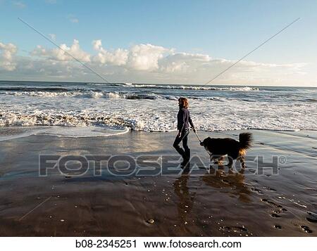 woman playing with a Bernese Mountain Dog on the beach, Robin Hoods Bay, Yorkshire, Britain. View Large Photo Image Stock Image - woman playing with a Bernese Mountain Dog on the beach, Robin Hoods Bay, Yorkshire, Britain.. Fotosearch