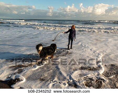 woman playing with a Bernese Mountain Dog on the beach, Robin Hoods Bay, Yorkshire, Britain. View Large Photo Image Stock Image - woman playing with a Bernese Mountain Dog on the beach, Robin Hoods Bay, Yorkshire, Britain.. Fotosearch