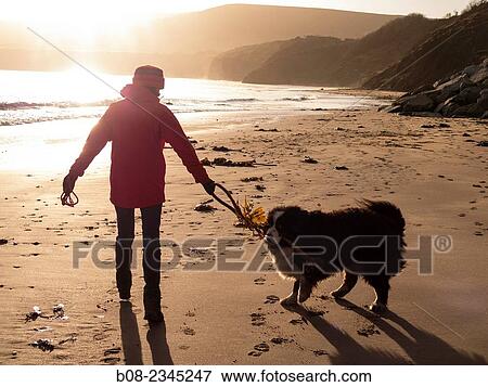 woman playing with a Bernese Mountain Dog on the beach, Robin Hoods Bay, Yorkshire, Britain. View Large Photo Image Stock Photo - woman playing with a Bernese Mountain Dog on the beach, Robin Hoods Bay, Yorkshire, Britain.. Fotosearch