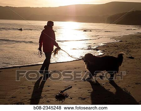 woman playing with a Bernese Mountain Dog on the beach, Robin Hoods Bay, Yorkshire, Britain. View Large Photo Image Stock Photo - woman playing with a Bernese Mountain Dog on the beach, Robin Hoods Bay, Yorkshire, Britain.. Fotosearch