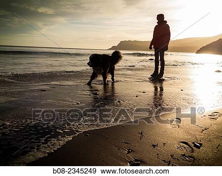 woman playing with a Bernese Mountain Dog on the beach, Robin Hoods Bay, Yorkshire, Britain. View Large Photo Image Stock Photo - woman playing with a Bernese Mountain Dog on the beach, Robin Hoods Bay, Yorkshire, Britain.. Fotosearch