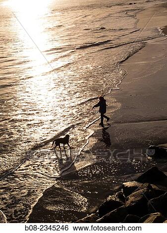 Stock Photograph - woman playing with a Bernese Mountain Dog on the beach, Robin Hoods Bay, Yorkshire, Britain.. Fotosearch