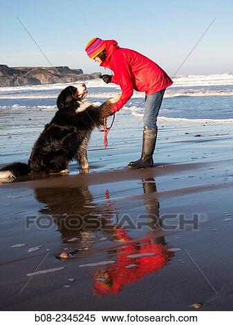 woman playing with a Bernese Mountain Dog on the beach, Robin Hoods Bay, Yorkshire, Britain. View Large Photo Image Stock Photography - woman playing with a Bernese Mountain Dog on the beach, Robin Hoods Bay, Yorkshire, Britain.. Fotosearch