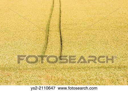 Yellow crop field with tracks in rural area, Sweden. View Large Photo Image Stock Photo - Yellow crop field with tracks in rural area, Sweden.. Fotosearch