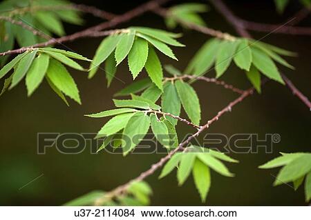 Picture - Young leaves. Image taken at Semengok Wildlife Centre. Sarawak, Malaysia.. Fotosearch