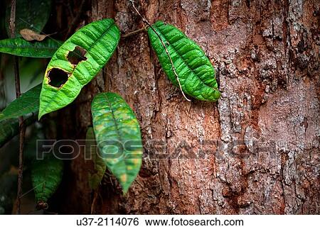 Stock Photograph - Young leaves. Image taken at Semengok Wildlife Centre. Sarawak, Malaysia.. Fotosearch