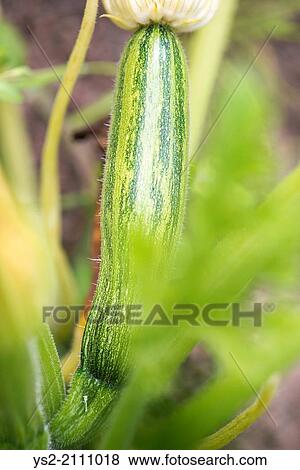 Zucchini (Cucurbita pepo) growing in garden. View Large Photo Image Stock Photo - Zucchini (Cucurbita pepo) growing in garden.. Fotosearch