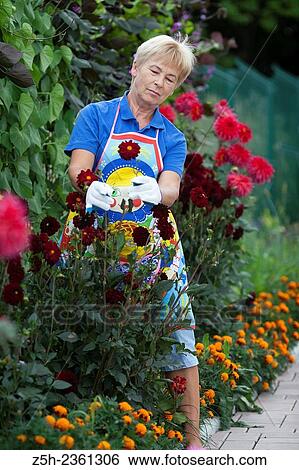 Stock Photograph - A woman in a summer blossoming garden.. Fotosearch