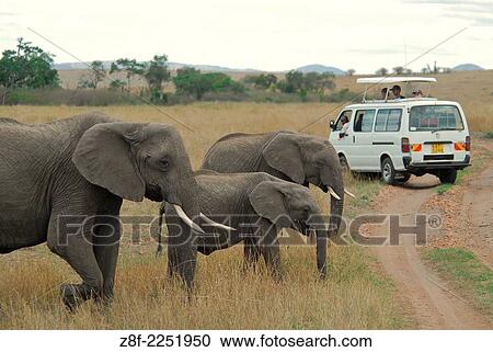 Stock Image - African elephant ( Loxodonta africana ) Masai Mara National Park. Kenya. Africa.. Fotosearch