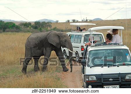 Stock Photo - African elephant ( Loxodonta africana ) Masai Mara National Park. Kenya. Africa.. Fotosearch
