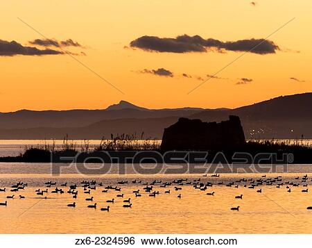Stock Photograph - "Alfacs Bay in twilight with St. John´s Tower ruins and ducks. Ebro River Delta Natural Park, Tarragona province, Catalonia, Spain. ". Fotosearch