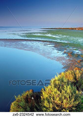 Stock Image - "Alfacs Bay with algae and Glass wort (Arthrocnemum fruticosum) at the shore. Ebro River Delta Natural Park, Tarragona province, Catalonia, Spain. ". Fotosearch