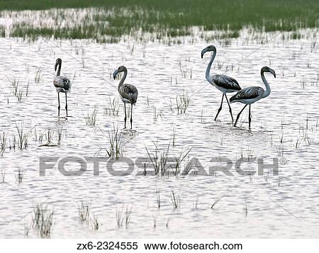 "Baby flamingoes in flooded rice field. Ebro River Delta Natural Park, Tarragona province, Catalonia, Spain. " View Large Photo Image Stock Photography - "Baby flamingoes in flooded rice field. Ebro River Delta Natural Park, Tarragona province, Catalonia, Spain. ". Fotosearch