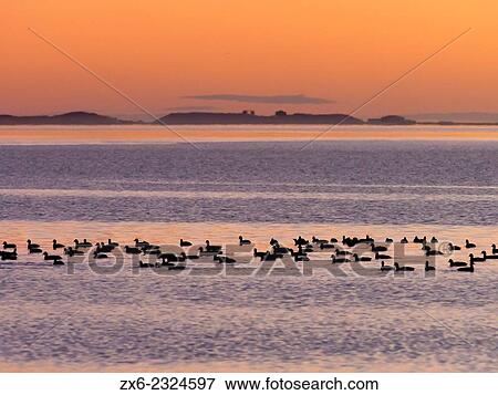 Stock Photo - "Backlit Sea Salt heaps from Las Salinas of Trinidad and group of Focha Eurasian coots (Fulica atra) at Alfacs Bay in twilight. Ebro River Delta Natural Park, Tarragona province, Catalonia, Spain. ". Fotosearch
