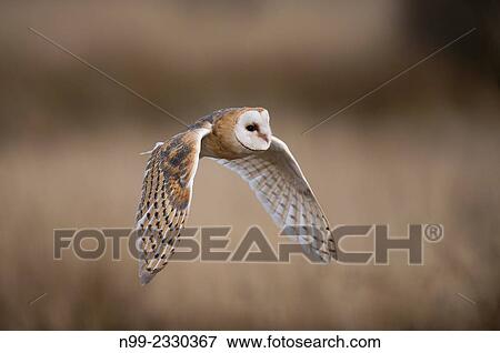 Stock Photo - "Barn owl (Tyto alba), flying, Czech Republic. ". Fotosearch