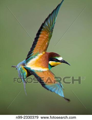 "Bee-eater (Merops apiaster), flying, Bulgaria. " View Large Photo Image Stock Photo - "Bee-eater (Merops apiaster), flying, Bulgaria. ". Fotosearch