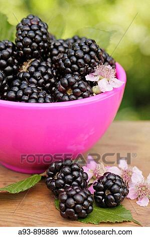 Stock Photograph - Blackberries. Fotosearch