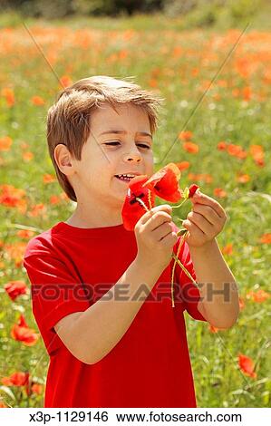 Boy with poppies View Large Photo Image Stock Photograph - Boy with poppies. Fotosearch