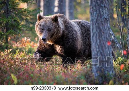 "Brown Bear (Ursos arctos), in boreal pinewood in autumn, Finland. " View Large Photo Image Stock Image - "Brown Bear (Ursos arctos), in boreal pinewood in autumn, Finland. ". Fotosearch