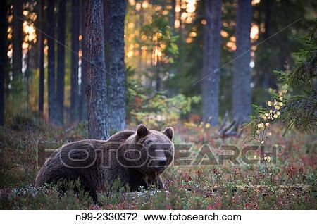 "Brown Bear (Ursos arctos), in boreal pinewood in autumn, Finland. " View Large Photo Image Stock Image - "Brown Bear (Ursos arctos), in boreal pinewood in autumn, Finland. ". Fotosearch