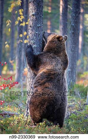 "Brown Bear (Ursos arctos), in boreal pinewood in autumn, Finland. " View Large Photo Image Stock Photo - "Brown Bear (Ursos arctos), in boreal pinewood in autumn, Finland. ". Fotosearch