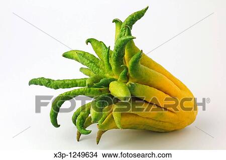 Picture - Buddha´s hand Citrus medica sarcodactylus. Fotosearch