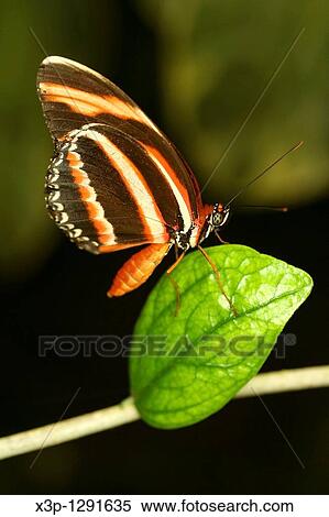 Butterfly Caligo atreus View Large Photo Image Stock Photography - Butterfly Caligo atreus. Fotosearch
