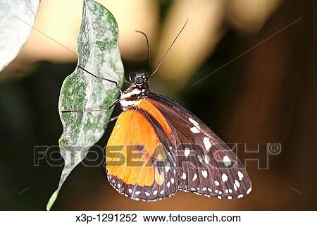 Butterfly Heliconius hecale View Large Photo Image Stock Image - Butterfly Heliconius hecale. Fotosearch