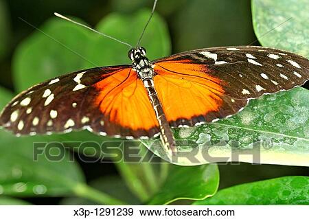 Butterfly Heliconius hecale View Large Photo Image Stock Photo - Butterfly Heliconius hecale. Fotosearch