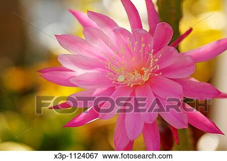 Cactus flower (Aporophyllum sp. ) View Large Photo Image Stock Photo - Cactus flower (Aporophyllum sp. ). Fotosearch