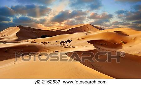 Stock Photo - "Camel rides on the Sahara sand dunes of erg Chebbi at sunset, Morocco, Africa. ". Fotosearch