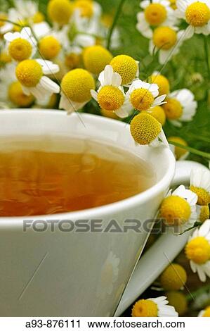 Camomile infusion View Large Photo Image Stock Image - Camomile infusion. Fotosearch