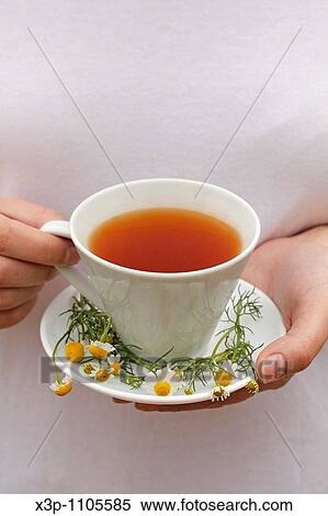 Camomile infusion View Large Photo Image Stock Photography - Camomile infusion. Fotosearch