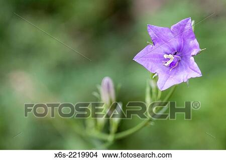 Picture - "Campanula scheuchzeri, Parc Naturel de la Chartreuse, Savoie, Rhône-Alpes, France. ". Fotosearch