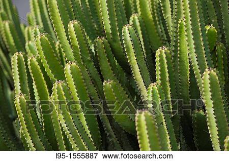 "Canary Island Spurge Euphorbia canariensis cultivated at the Sanctuary of the Virgen de los Dolores, Lanzarote, Canary Islands, Spain" View Large Photo Image Stock Photo - "Canary Island Spurge Euphorbia canariensis cultivated at the Sanctuary of the Virgen de los Dolores, Lanzarote, Canary Islands, Spain". Fotosearch