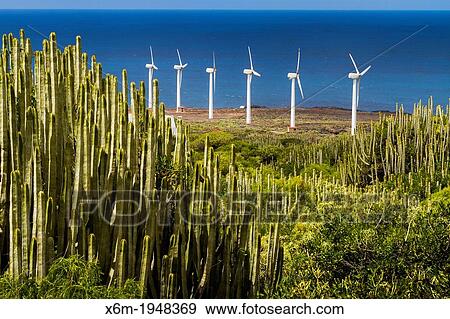 Stock Photo - "Canary Island spurge (Euphorbia canariensis) and wind turbines in Punta Teno. Tenerife, Canary Islands, Atlantic Ocean, Spain. ". Fotosearch