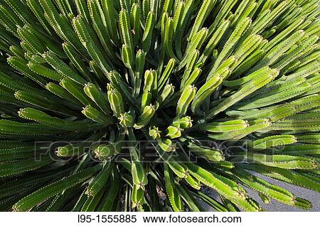 "Canary Island Spurge Euphorbia canariensis cultivated at the Sanctuary of the Virgen de los Dolores, Lanzarote, Canary Islands, Spain" View Large Photo Image Stock Photography - "Canary Island Spurge Euphorbia canariensis cultivated at the Sanctuary of the Virgen de los Dolores, Lanzarote, Canary Islands, Spain". Fotosearch