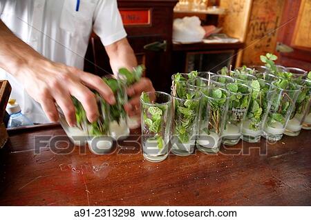 "Carribean, Cuba republic, city of Habana the capital, Bodegiuta del Medio, famous for its cocktails Mojito" View Large Photo Image Stock Photo - "Carribean, Cuba republic, city of Habana the capital, Bodegiuta del Medio, famous for its cocktails Mojito". Fotosearch